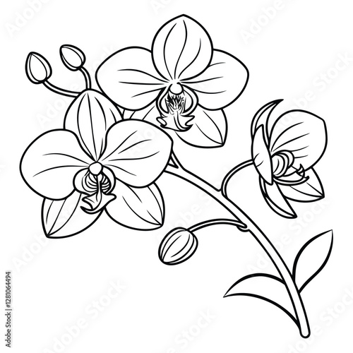Orchid Flower Line Art Illustration: Detailed Black and White Drawing of Tropical Phalaenopsis Orchid Branch for Coloring Pages and Botanical Designs