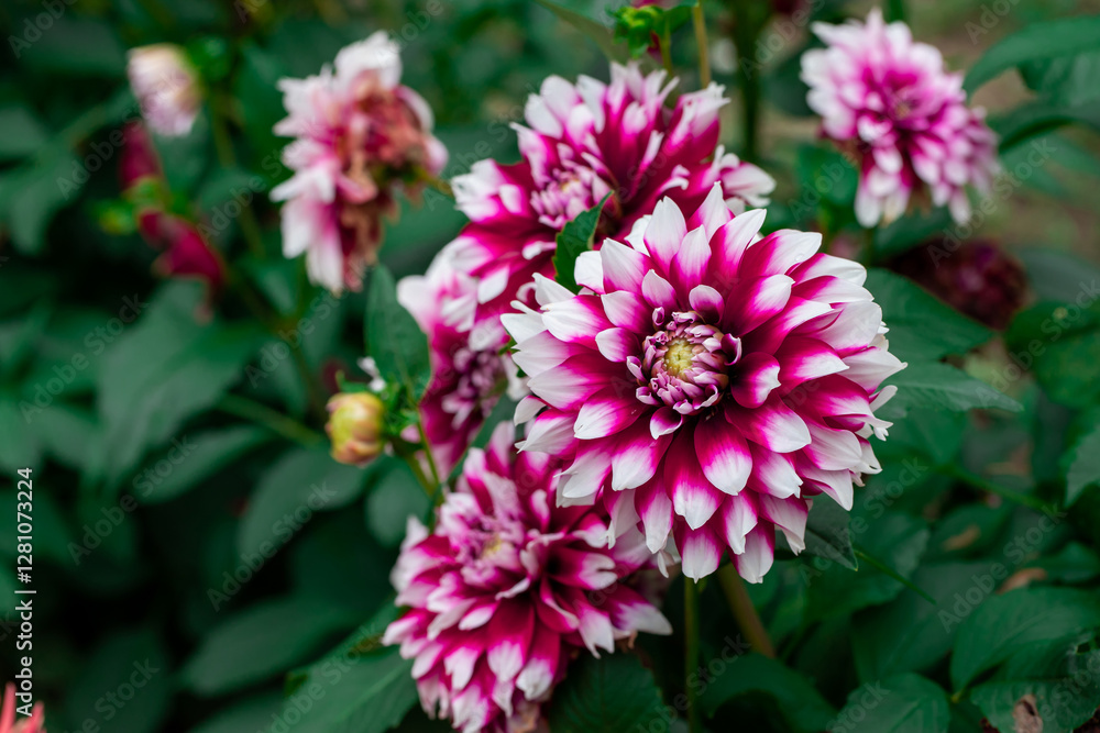 Pink and White Dahlias Blooming in a Lush Garden Setting