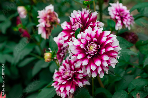 Obraz na płótnie Pink and White Dahlias Blooming in a Lush Garden Setting w salonie