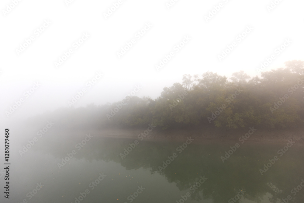 Fototapeta premium Great egrets perched on mangrove tree at Sundarban tiger reserve in foggy morning, India