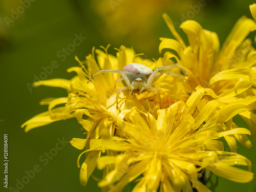White Crab Spider waiting for Prey