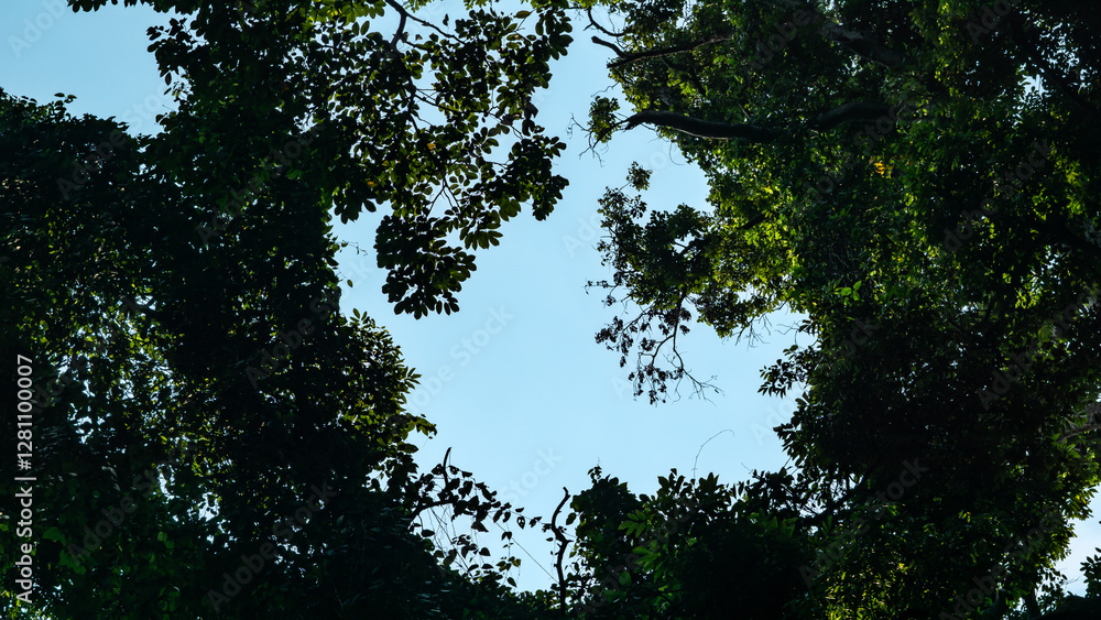 Lush Green Trees Framing the Sky Lush Green Trees Framing the Sky