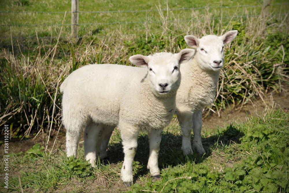 Two spring lambs in a green field Two spring lambs in a green field