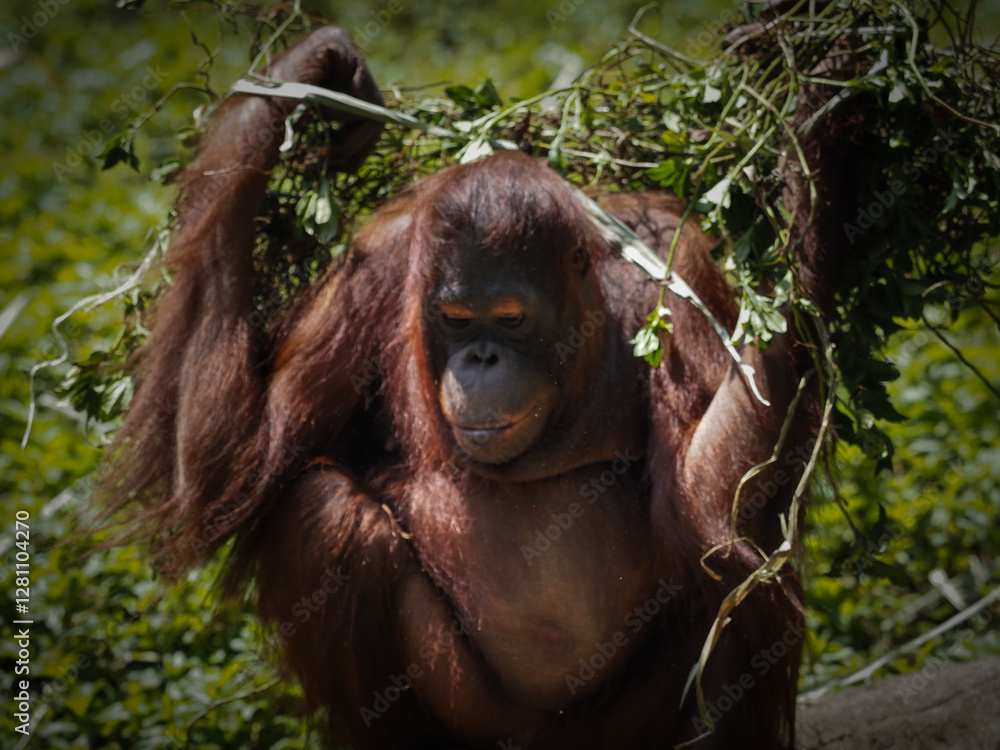 Fototapeta premium Orangutan 