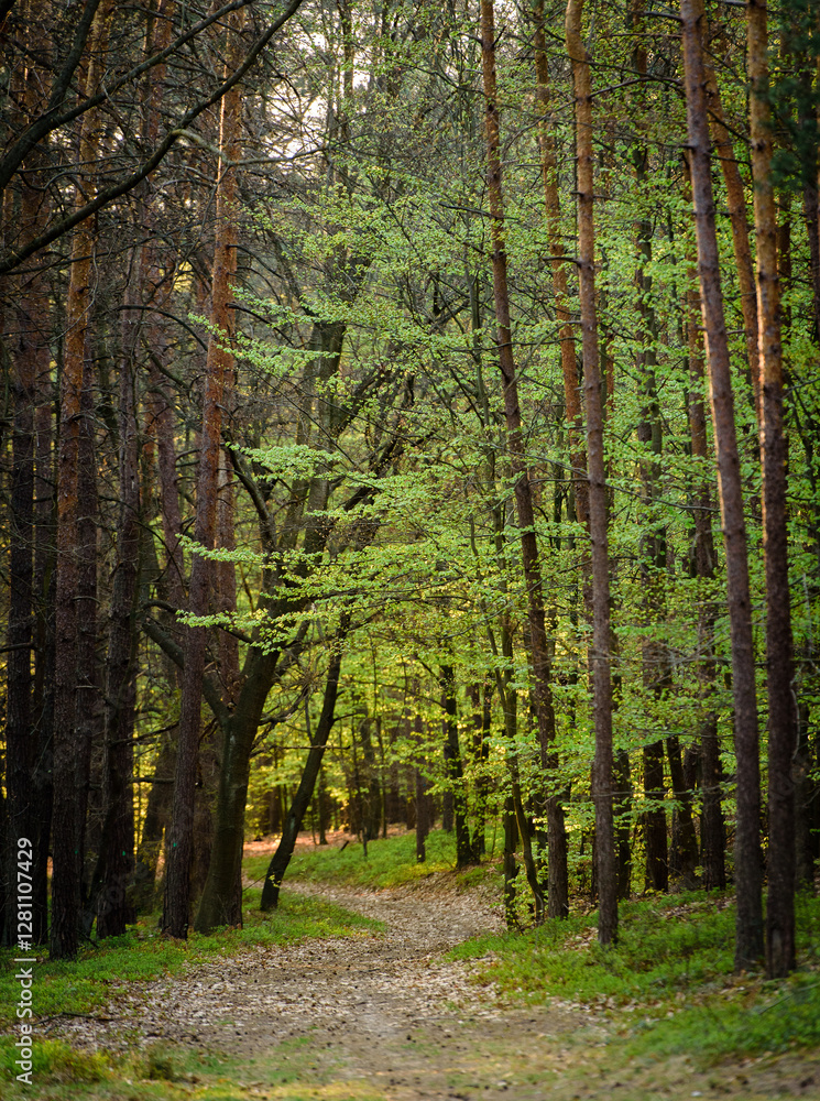 Fototapeta premium Enchanted Forest Path on a Sunny Day