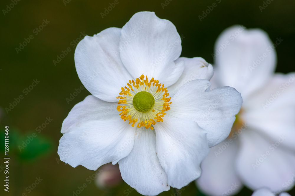 Anemone hupehensis praecox white petal simplicity beautiful flowers in bloom, windflowers flowering plants in the garden