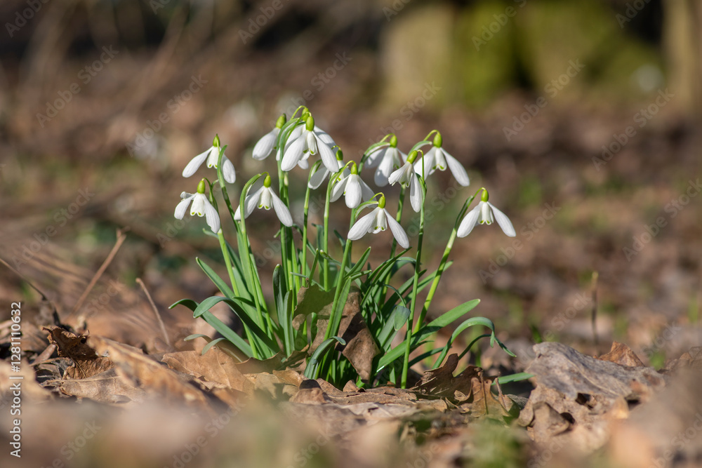 Galanthus nivalis flowering plants, bright white common snowdrop in bloom in sunlight daylight