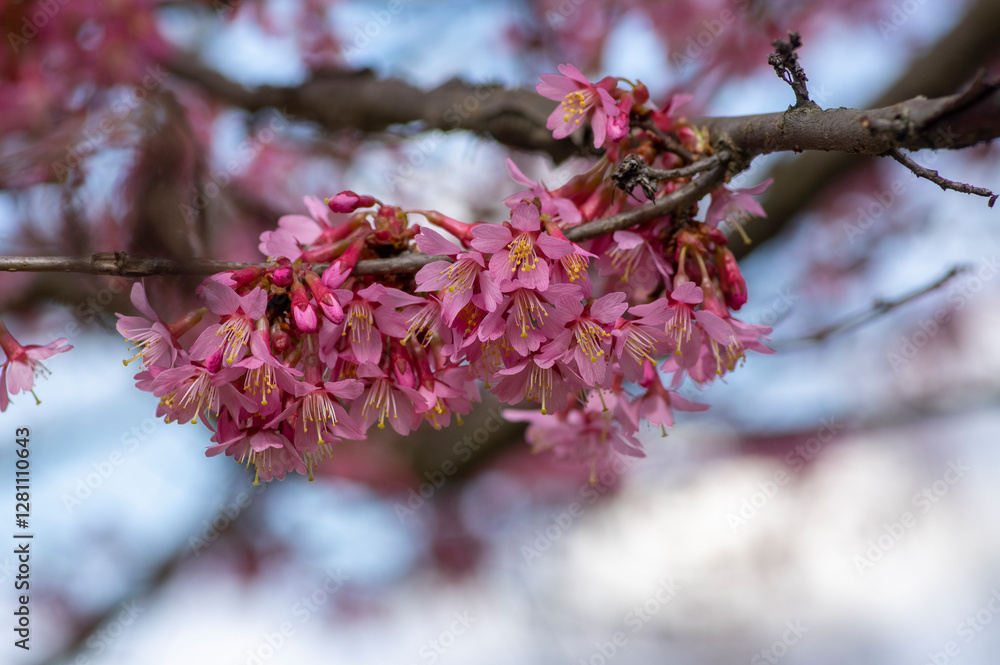 Prunus incam okame cherry ornamental small tree flowers in bloom, beautiful pink plant flowering branches