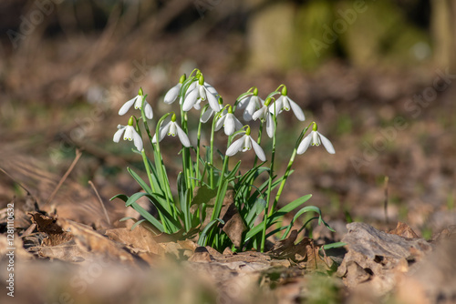 Obraz na płótnie Galanthus nivalis flowering plants, bright white common snowdrop in bloom in sunlight daylight w salonie