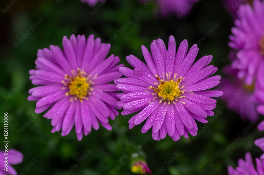 Symphyotrichum novi-belgii flowering plant, beautiful summer autumn rich petal flowers in bloom