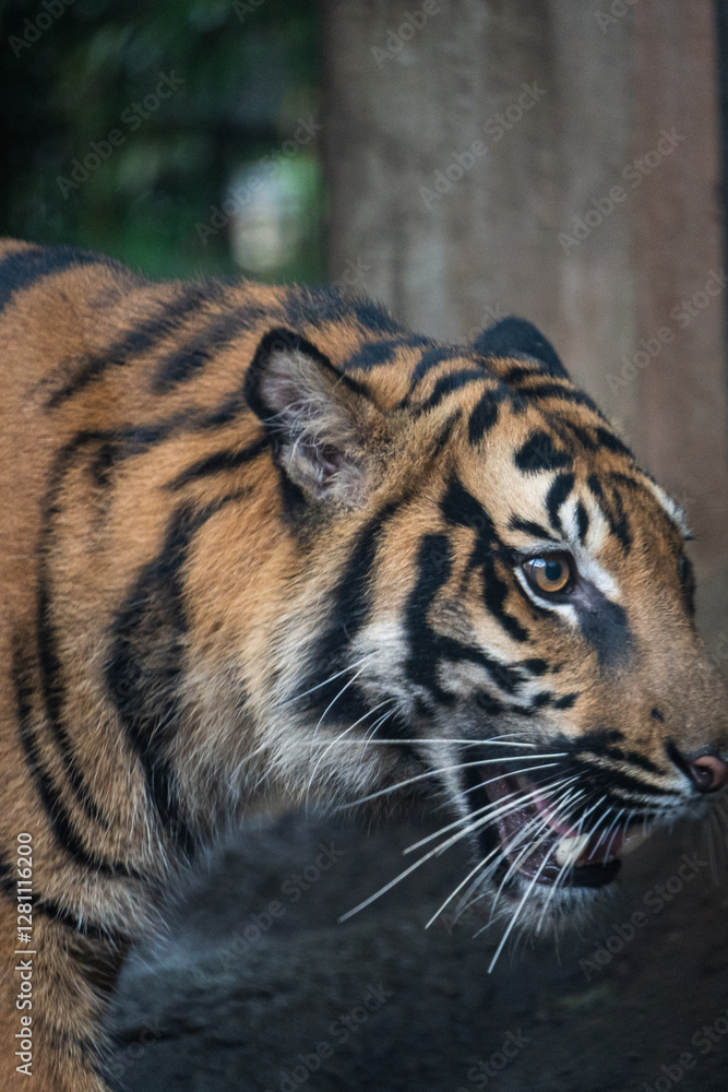 Obraz premium Tigre em Zoológico de Tóquio.