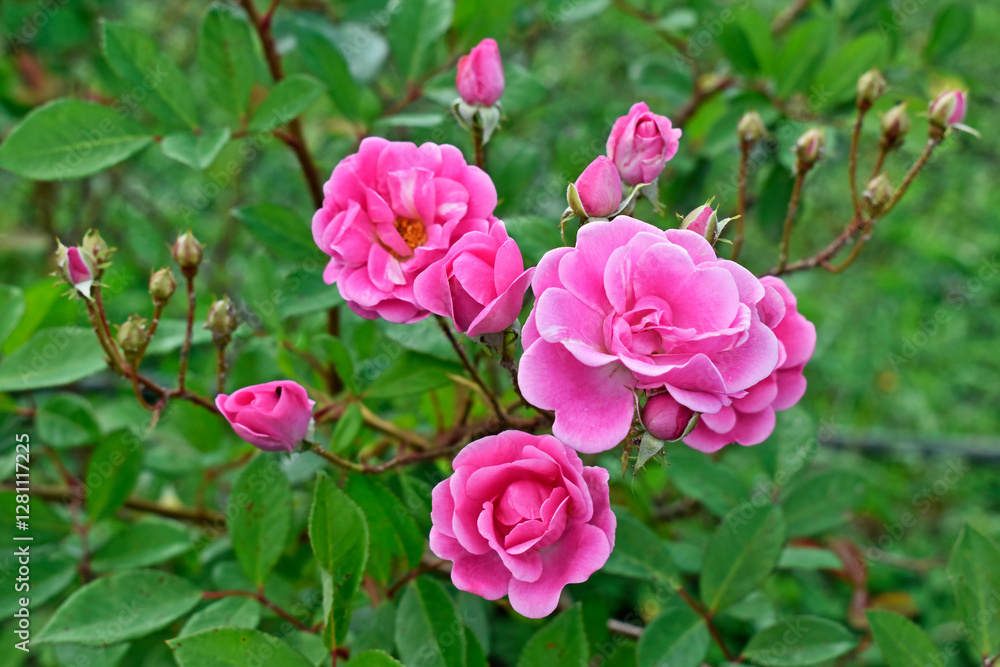 Pink roses on public garden in Teresopolis, Rio de Janeiro, Brazil Pink roses on public garden in Teresopolis, Rio de Janeiro, Brazil