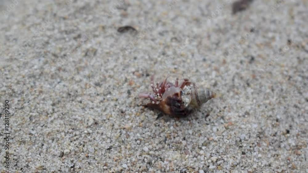 Closeup of a Hermit Crab (Paguroidea) in the process of emerging from its shell and walking on a sandy beach in the afternoon. Closeup of a Hermit Crab (Paguroidea) in the process of emerging from its shell and walking on a sandy beach in the afternoon.