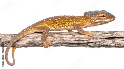 Lizard on a Wooden Branch Isolated Against a White Background