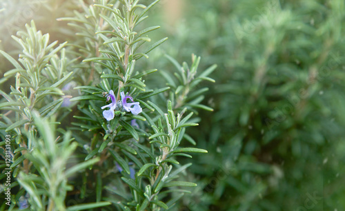 Green fresh blossoming rosemary plants in the herb garden outdoors. Culinary aromatic herb.