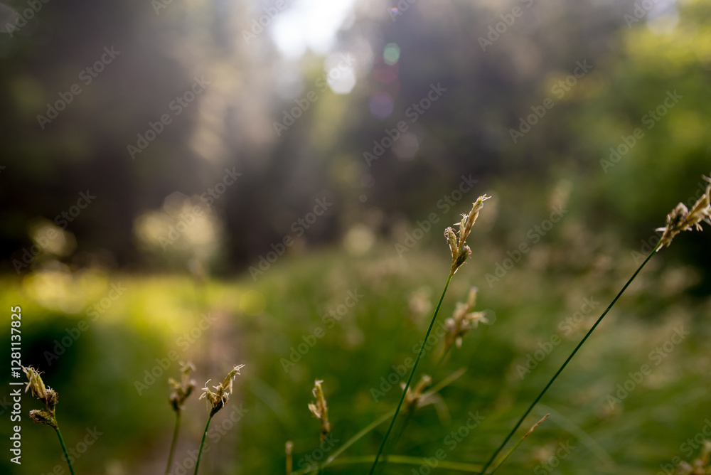 Close-Up of Summer Meadow Grass Close-Up of Summer Meadow Grass