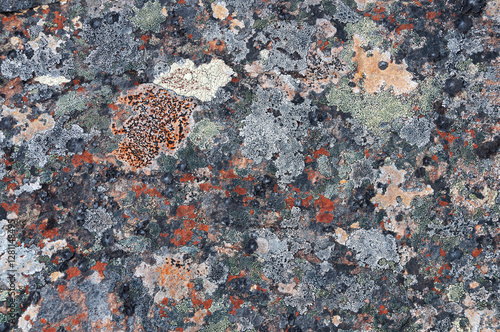 Close-up of a rock in tundra covered with colorful lichens. Rybachy Peninsula, Murmansk region, Russia