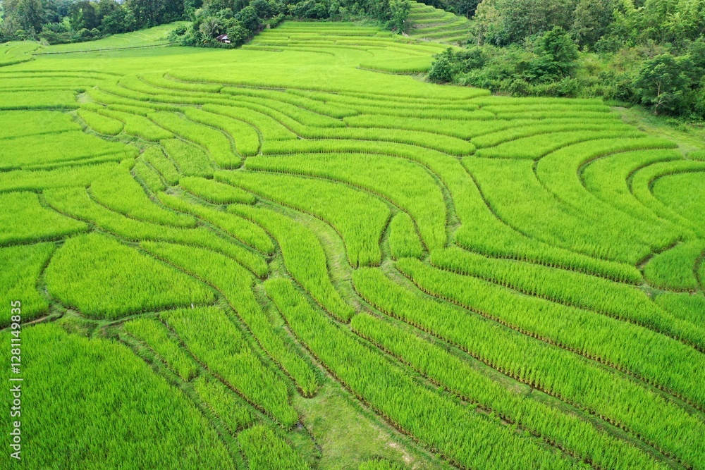 Rice field in Nan District Luang Prabang Laos Rice field in Nan District Luang Prabang Laos
