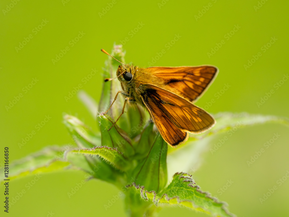 Side View of a Large Skipper Butterfly