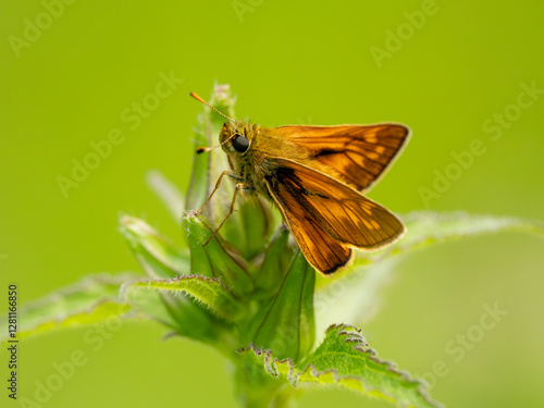 Obraz na płótnie Side View of a Large Skipper Butterfly w salonie