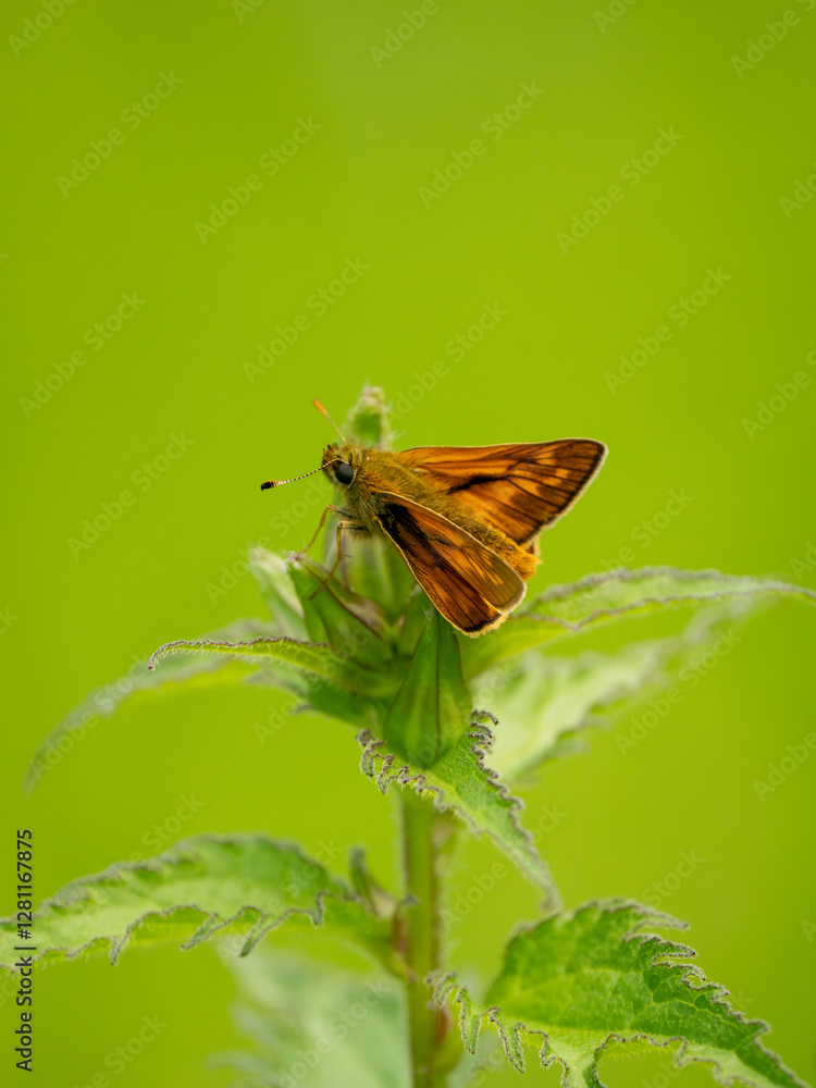 Side View of a Large Skipper Butterfly