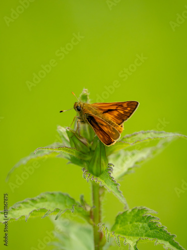 Obraz na płótnie Side View of a Large Skipper Butterfly w salonie
