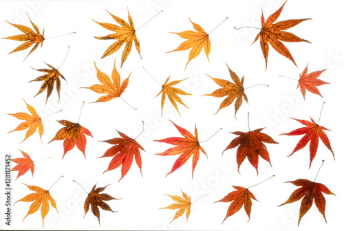 Autumn/ fall acer leaves photographed froth the top down. Isolated, PNG file.
