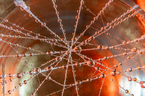 spider web with dew drops