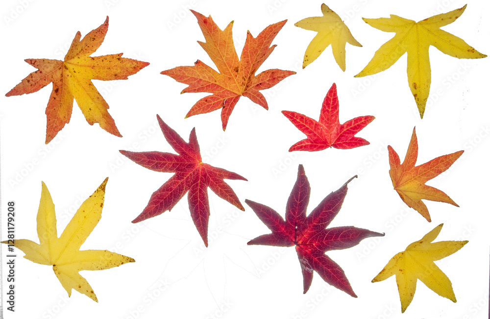 Liquidamber (sweet gum) leaves in autumn/ fall color (a). Photographed from the top down. Isolated, PNG file. Liquidamber (sweet gum) leaves in autumn/ fall color (a). Photographed from the top down. Isolated, PNG file.