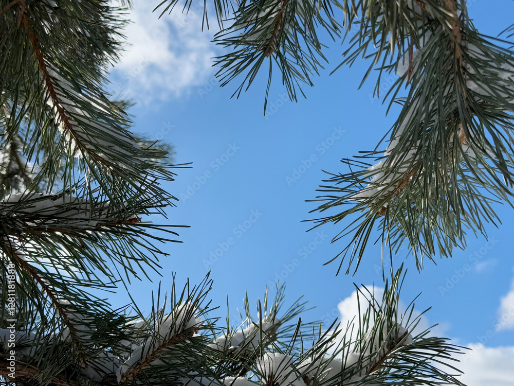 Fotografie Pine tree braches with snow on blue sky.