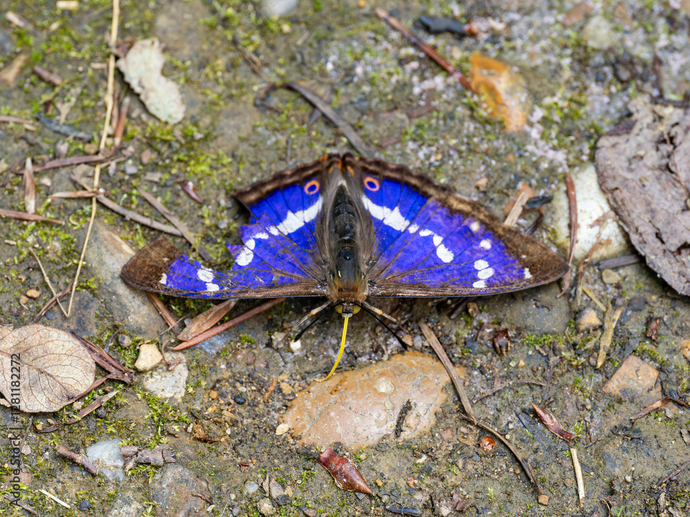 Purple Emperor Butterfly. Wings Open