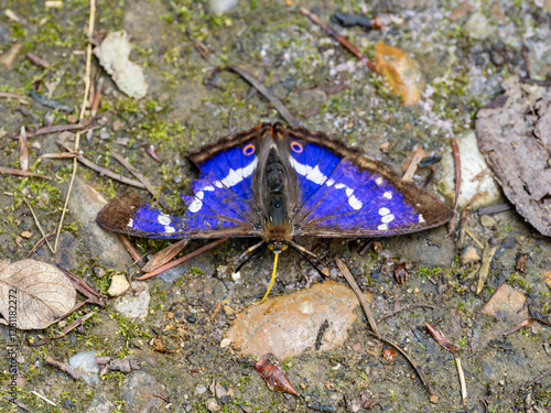 Obraz na płótnie Purple Emperor Butterfly. Wings Open w salonie