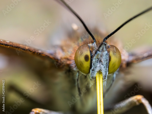 Purple Emperor Butterfly. Wings Open