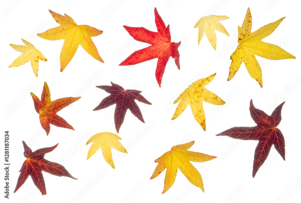 Liquidamber (sweet gum) leaves in autumn/ fall color (b). Photographed from the top down. Isolated, PNG file.
Liquidamber (sweet gum) leaves in autumn/ fall color (b). Photographed from the top down. Isolated, PNG file.