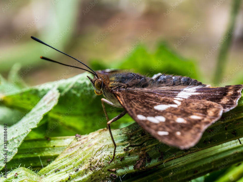 Purple Emperor Butterfly. Wings Open