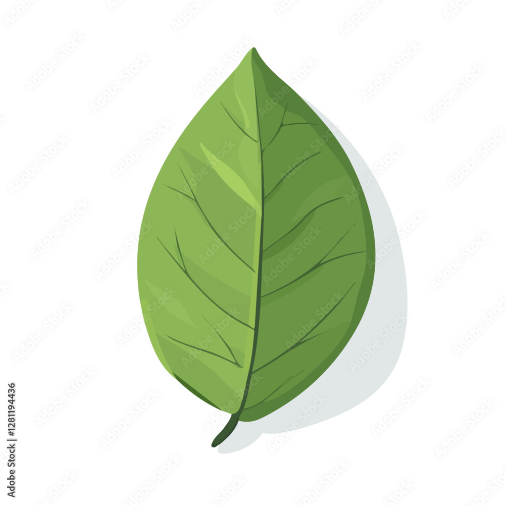 2D flat vector illustration Bael Leaf icon isolated on a white background.
2D flat vector illustration Bael Leaf icon isolated on a white background.
