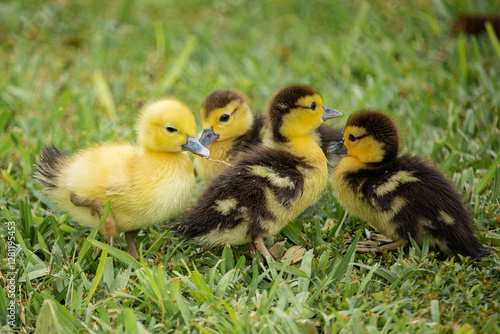 Babies ducks on the grass 