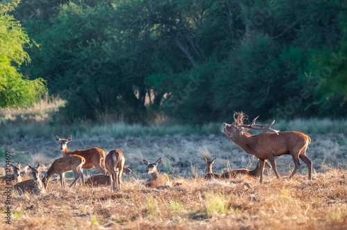 Canvastavla Red deer, Male roaring in La Pampa, Argentina, Parque Luro, Nature Reserve
