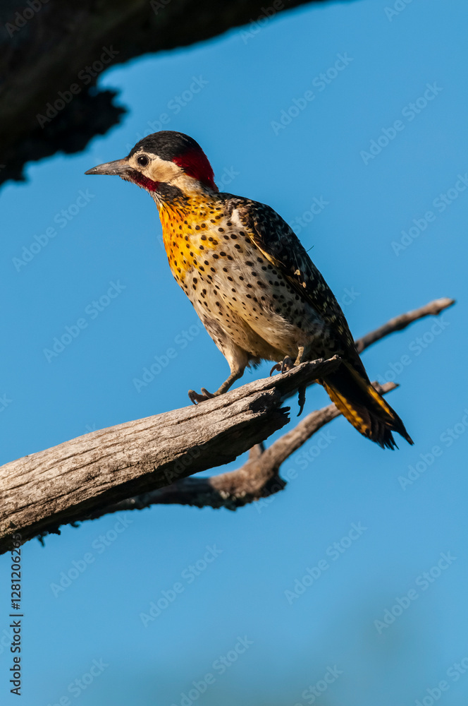 Green barred Woodpecker in forest environment, La Pampa province, Patagonia, Argentina. Green barred Woodpecker in forest environment, La Pampa province, Patagonia, Argentina.