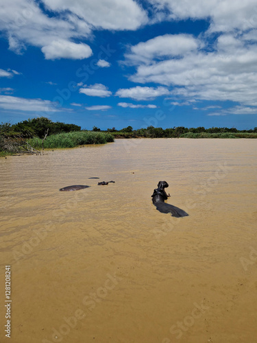 Adult Hippo showing its teeth, open mouth, St. Lucia, KwaZulu Natal, Nature Stock Photo photo