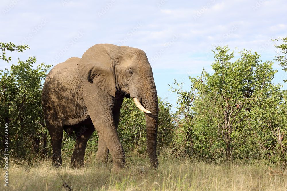 Fototapeta premium Afrikanischer Elefant / African elephant / Loxodonta africana