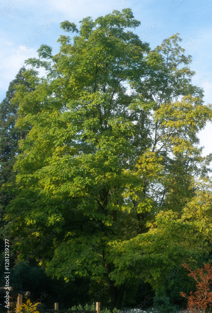 Robinier, Robinia pseudoacacia 'L.Frisia Robinier, Robinia pseudoacacia 'L.Frisia