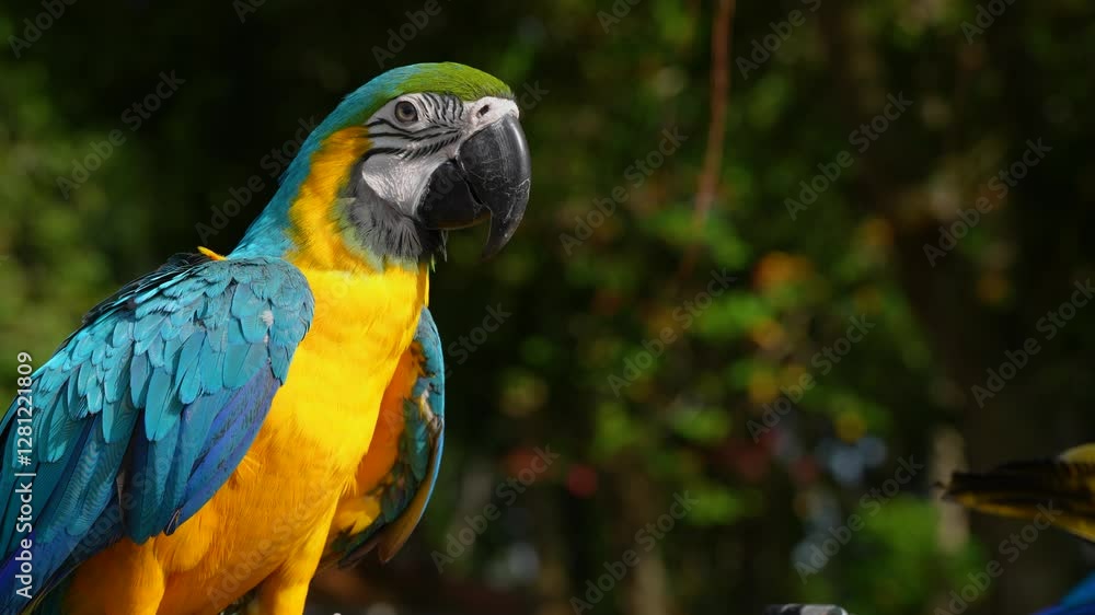 close up of blue and gold macaw parrot close up of blue and gold macaw parrot