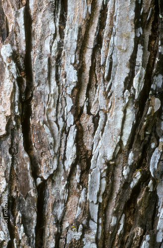 écorce, tronc, flamboyant jaune, Peltophorum pterocarpum photo