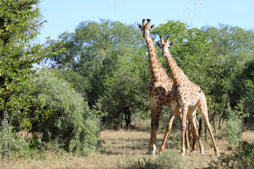 Canvas Print Giraffe / Giraffe / Giraffa camelopardalis