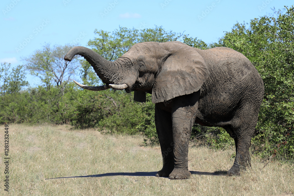 Obraz premium Afrikanischer Elefant / African elephant / Loxodonta africana