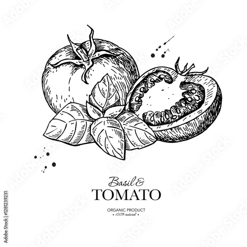 Tomato with basil leaves vector drawing. Whole and sliced tomatoes with basil branch sketch. Hand drawn illustration.