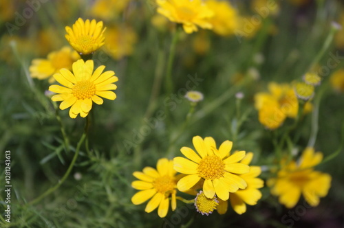 yellow flowers in the garden