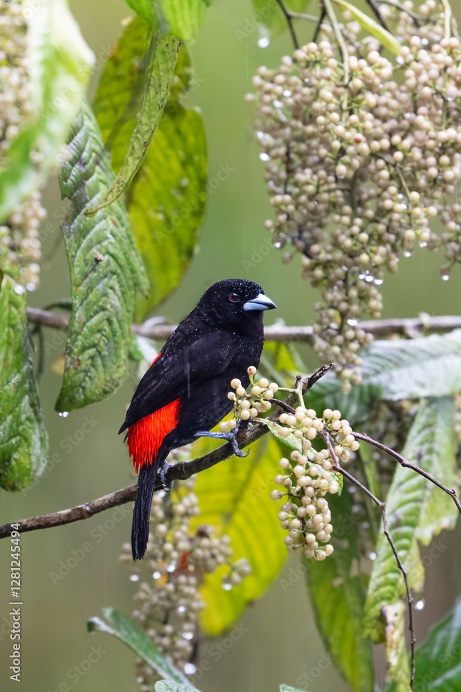 The scarlet-rumped tanager, Ramphocelus passerinii, is a passerine bird. The scarlet-rumped tanager, Ramphocelus passerinii, is a passerine bird.