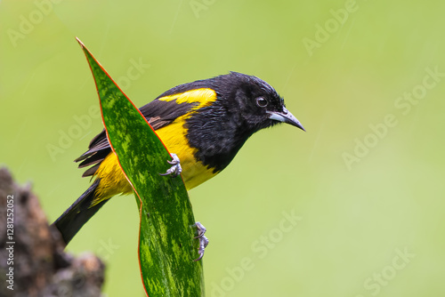 The black-cowled oriole, Icterus prosthemelas, the family Icteridae photo